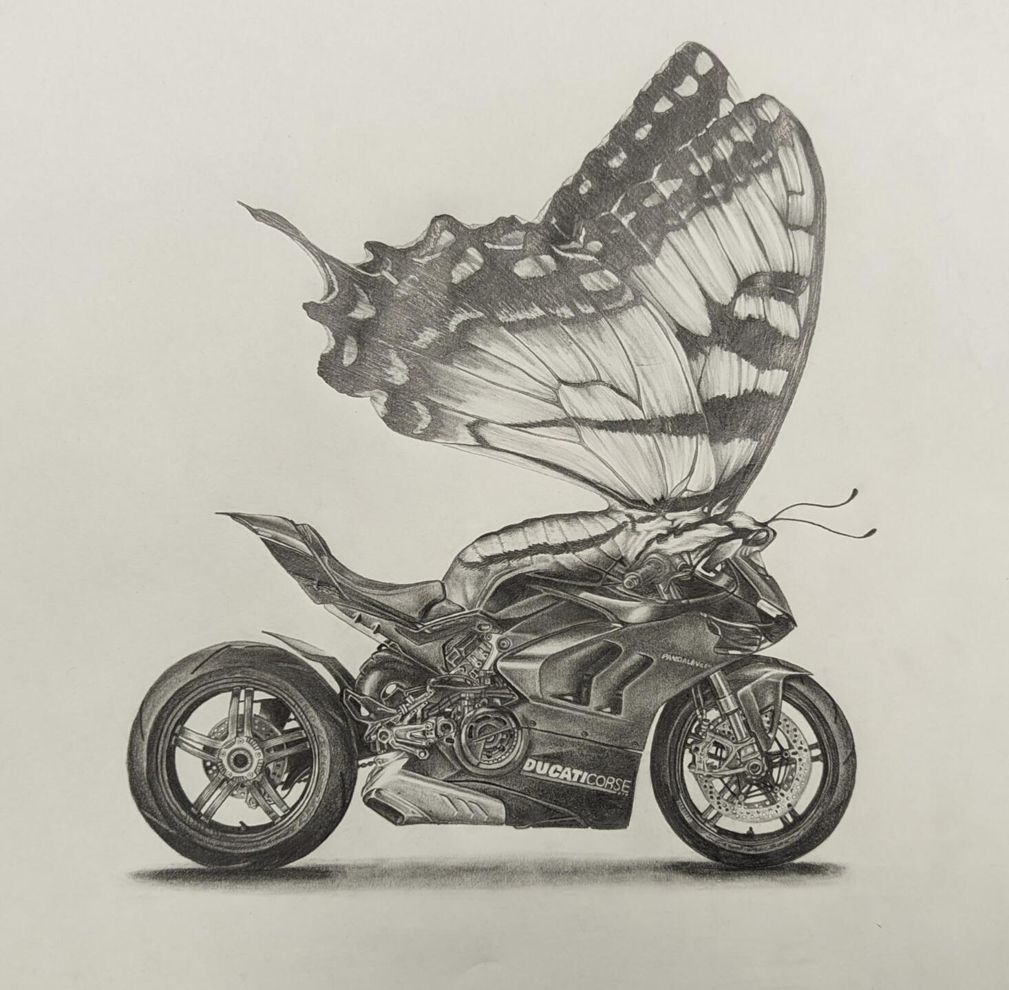 Butterfly-Motorcycle Morph - Graphite