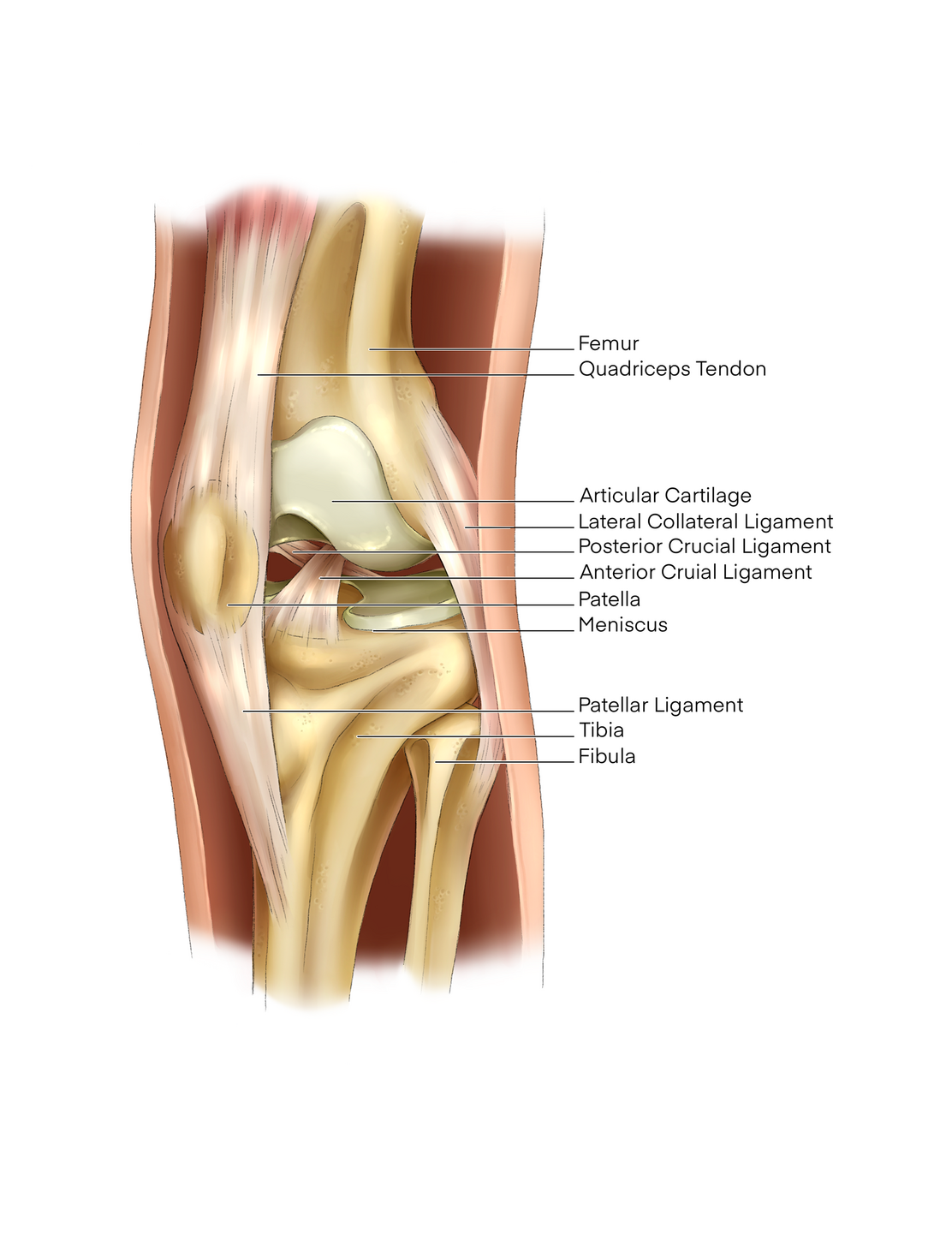 Healthy Knee Diagram - Digital