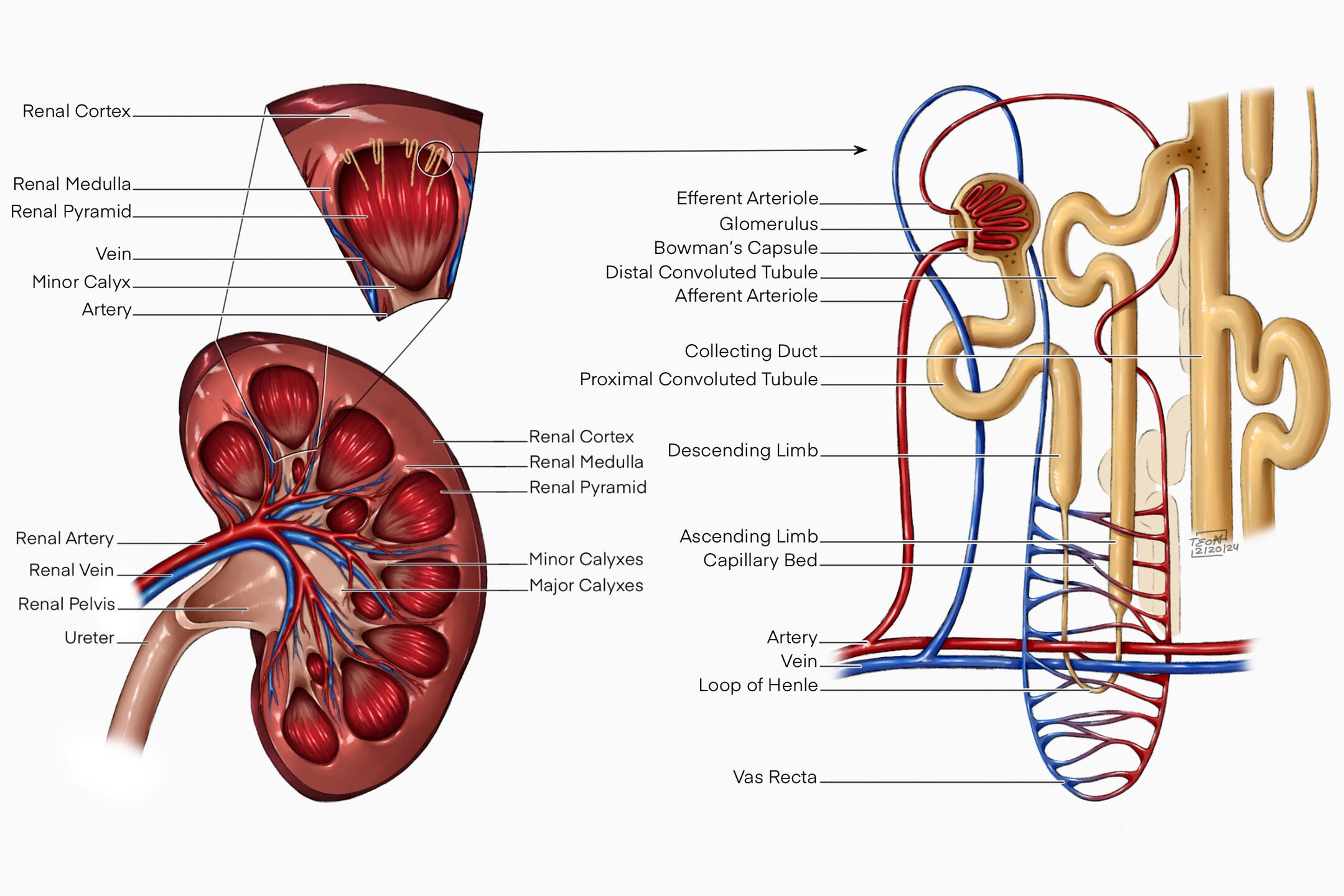 Click for more medical illustrations!